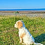 dog, grass, outdoor, nature, sea, beach, sky, sunlight, animal, pet, canine, landscape, summer, sunny, field, coast, calm, daytime, sitting, fur