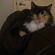 Shadow is registered to the contest to win money with this photo: cat, calico, feline, pet, indoor, couch, fur, whiskers, ears, eyes, door, wall, resting, relaxed, domestic, animal, mammal, closeup, home, furniture