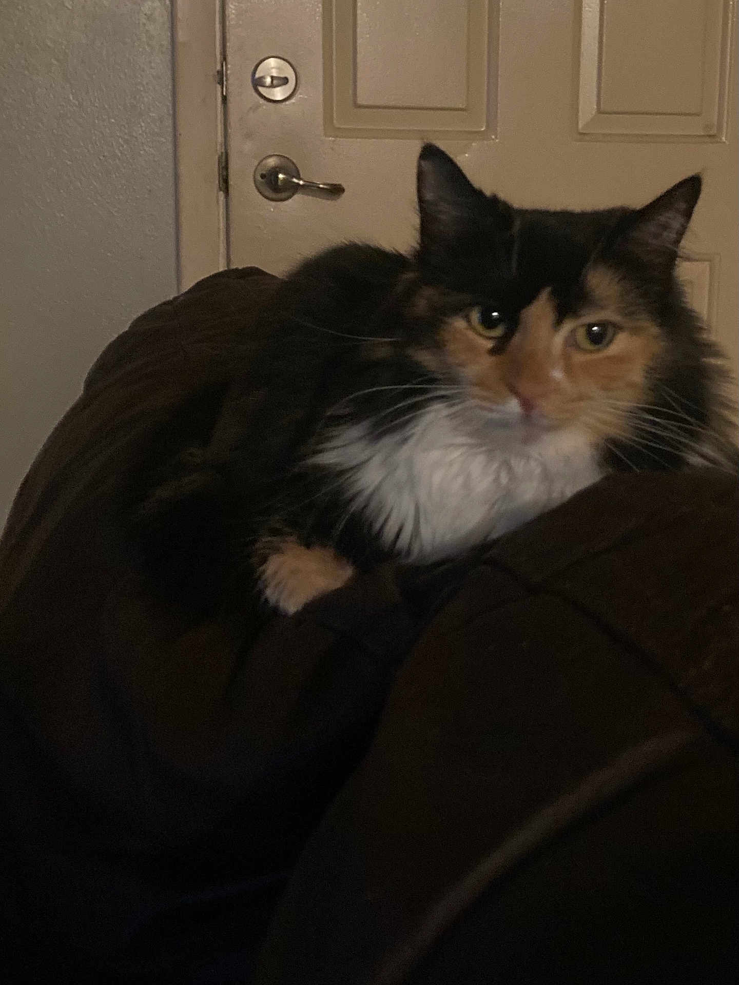 Shadow is registered to the contest to win money with this photo: cat, calico, feline, pet, indoor, couch, fur, whiskers, ears, eyes, door, wall, resting, relaxed, domestic, animal, mammal, closeup, home, furniture