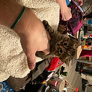 Lil Sammie joined the competition — help win amazing prizes! auto_part, bracelet, canidae, cat, felidae, fur, human_leg, machine, mechanic, nail, small_to_medium_sized_cats, soil, wrist