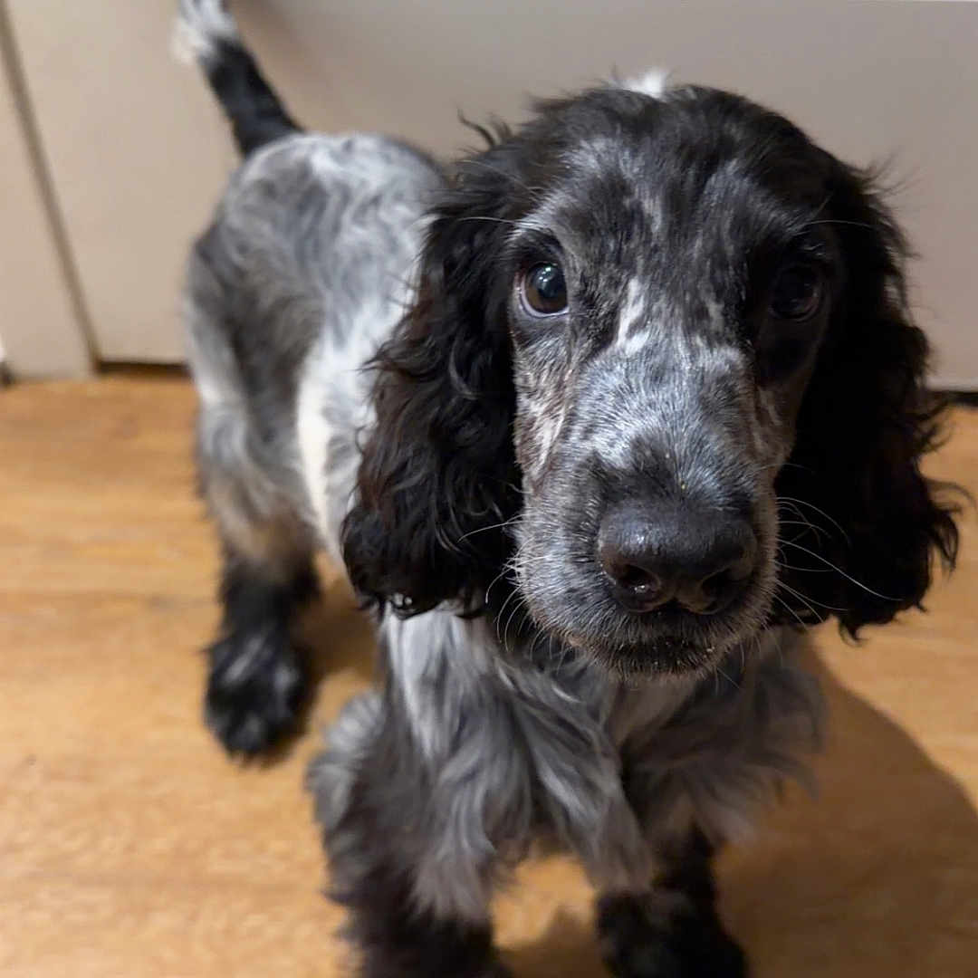 Billie Jean joined the competition — help win amazing prizes! adorable, animal, black_and_gray, canine, close_up, companion, curious, cute, dog, domestic, ears, face, fur, indoor, looking_up, pet, pet_portrait, puppy, wooden_floor, young_dog
