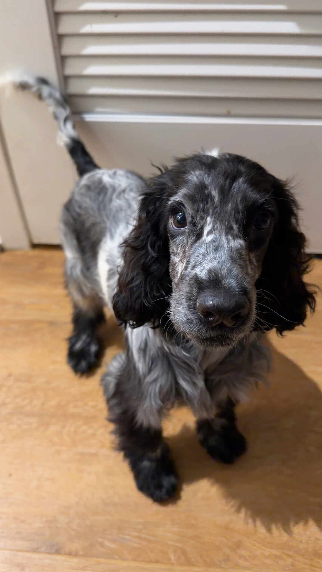 Billie Jean joined the competition — help win amazing prizes! puppy, dog, indoor, wooden_floor, black_and_gray, curious, looking_up, pet, young_dog, ears, fur, face, canine, close_up, adorable, pet_portrait, animal, companion, domestic, cute