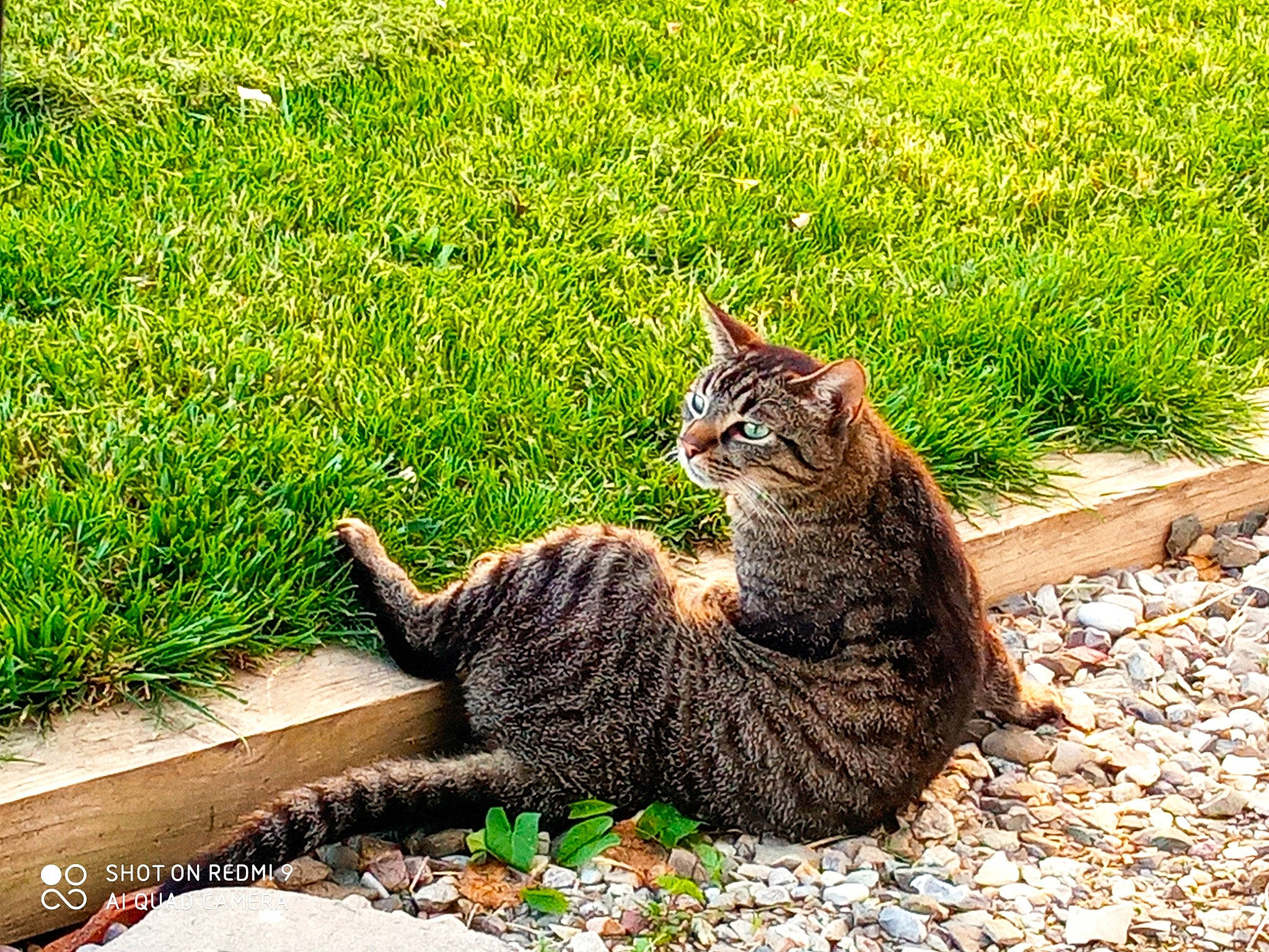 Paulin participe au concours pour gagner de l'argent avec cette photo : botany, carnivore, cat, domestic_short_haired_cat, eye, fawn, felidae, grass, grass_family, groundcover, leaf, plant, road_surface, small_to_medium_sized_cats, snout, sunlight, tail, terrestrial_animal, whiskers, yellow