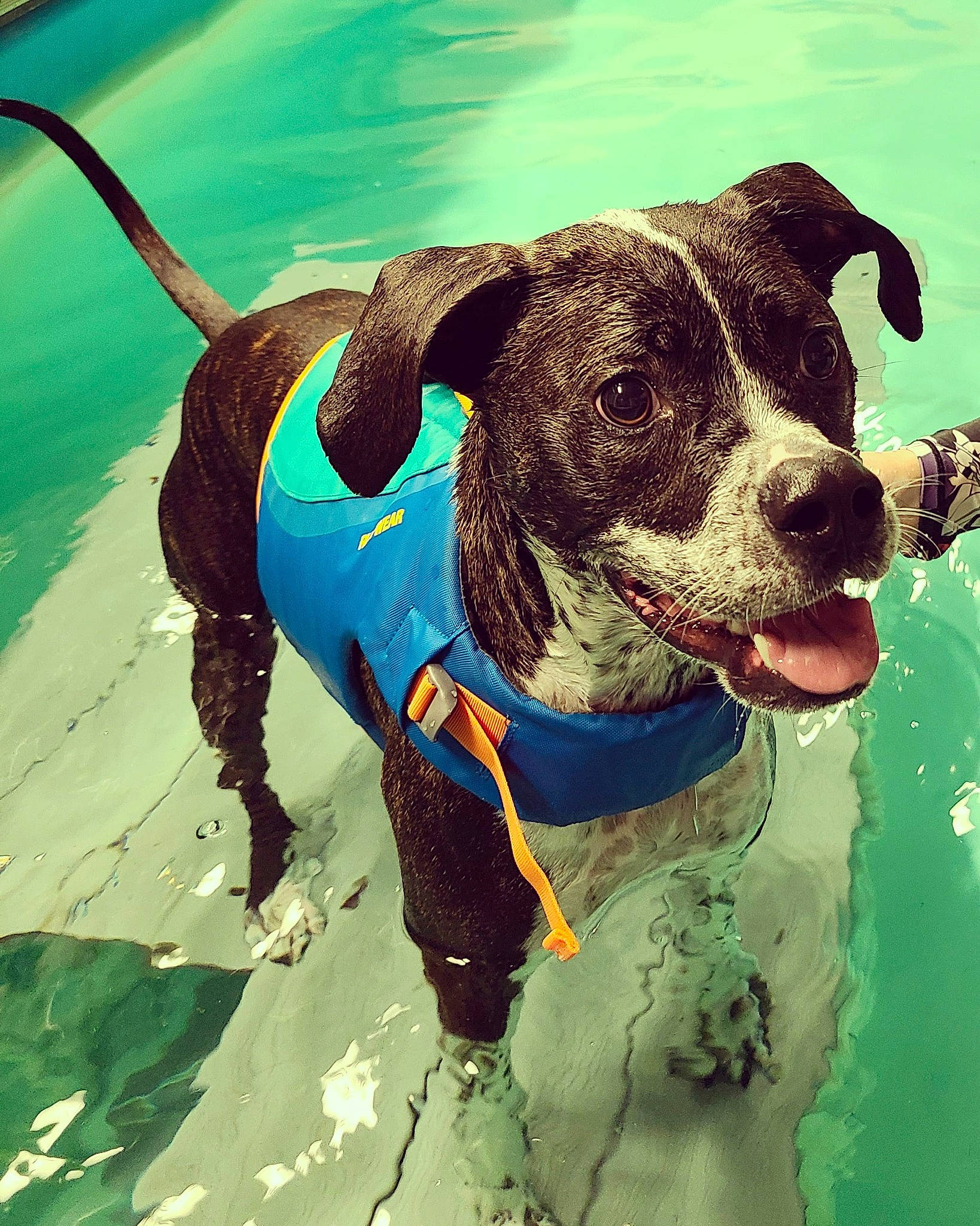 Remington is registered to the contest to win money with this photo: art, canidae, carnivore, circle, collar, companion_dog, dog, dog_breed, dog_collar, dog_supply, fashion_accessory, leash, personal_protective_equipment, pet_supply, recreation, snout, sporting_group, water, working_animal, working_dog