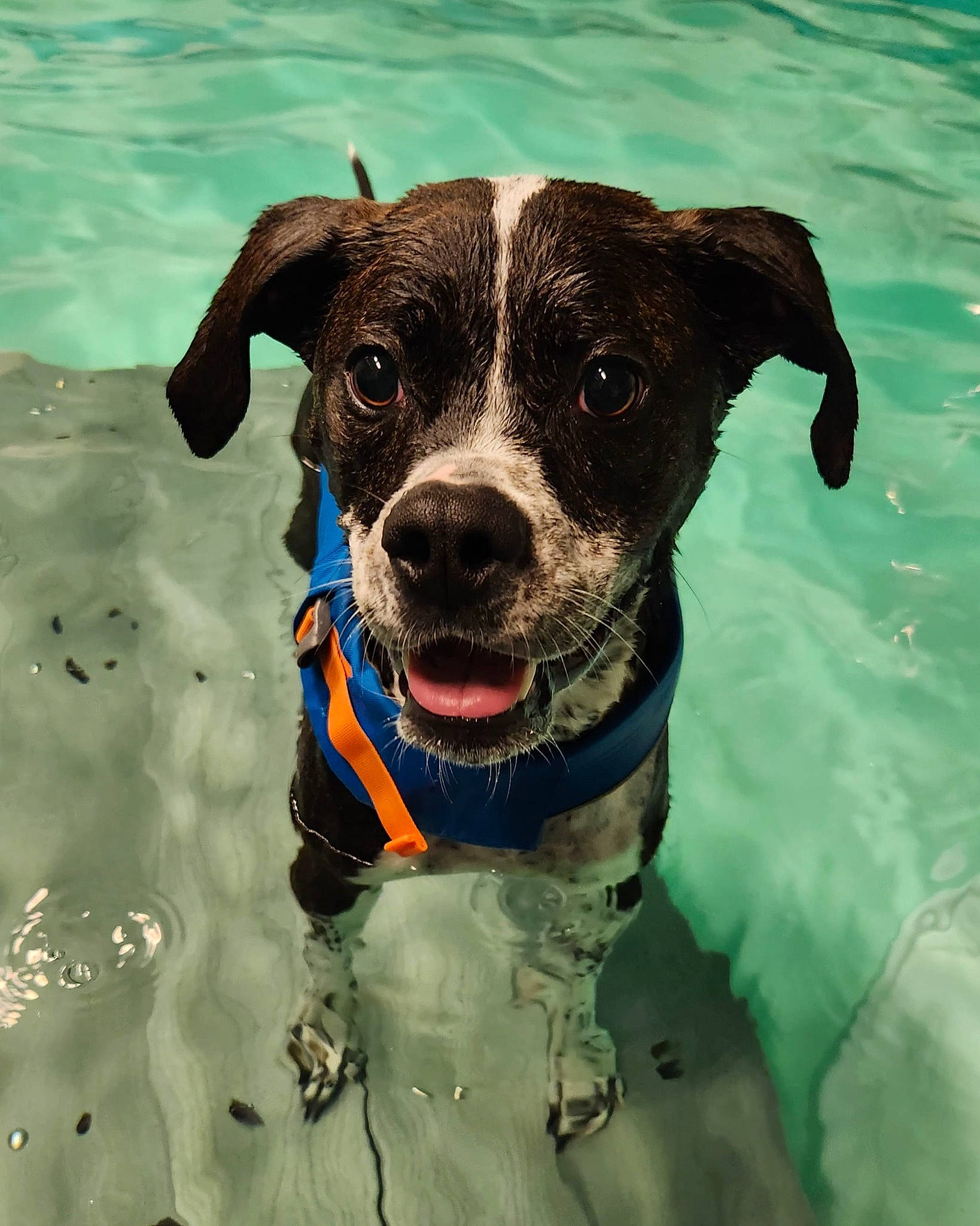 Remington is registered to the contest to win money with this photo: canidae, carnivore, collar, companion_dog, dog, dog_breed, dog_collar, dog_supply, electric_blue, fashion_accessory, fawn, leash, personal_protective_equipment, pet_supply, recreation, snout, sporting_group, water, working_animal, working_dog