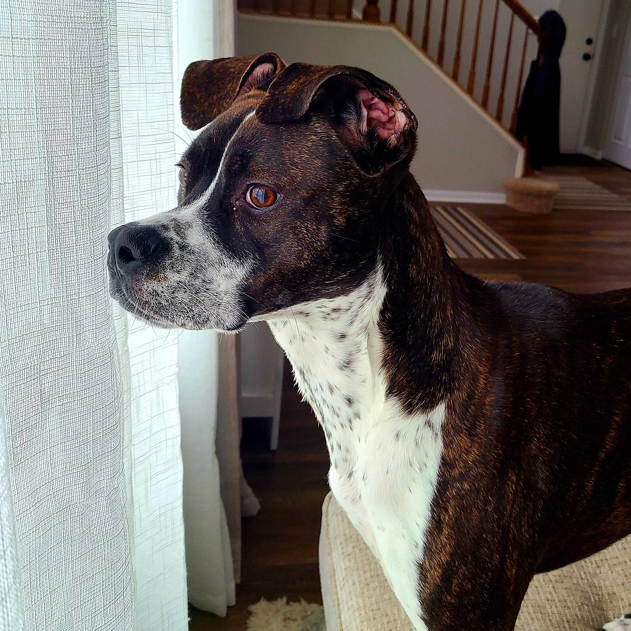 Remington is registered to the contest to win money with this photo: ancient_dog_breeds, canidae, carnivore, collar, companion_dog, dog, dog_breed, dog_collar, dog_supply, fawn, fur, liver, non_sporting_group, pet_supply, snout, sporting_group, terrestrial_animal, whiskers, working_animal, working_dog