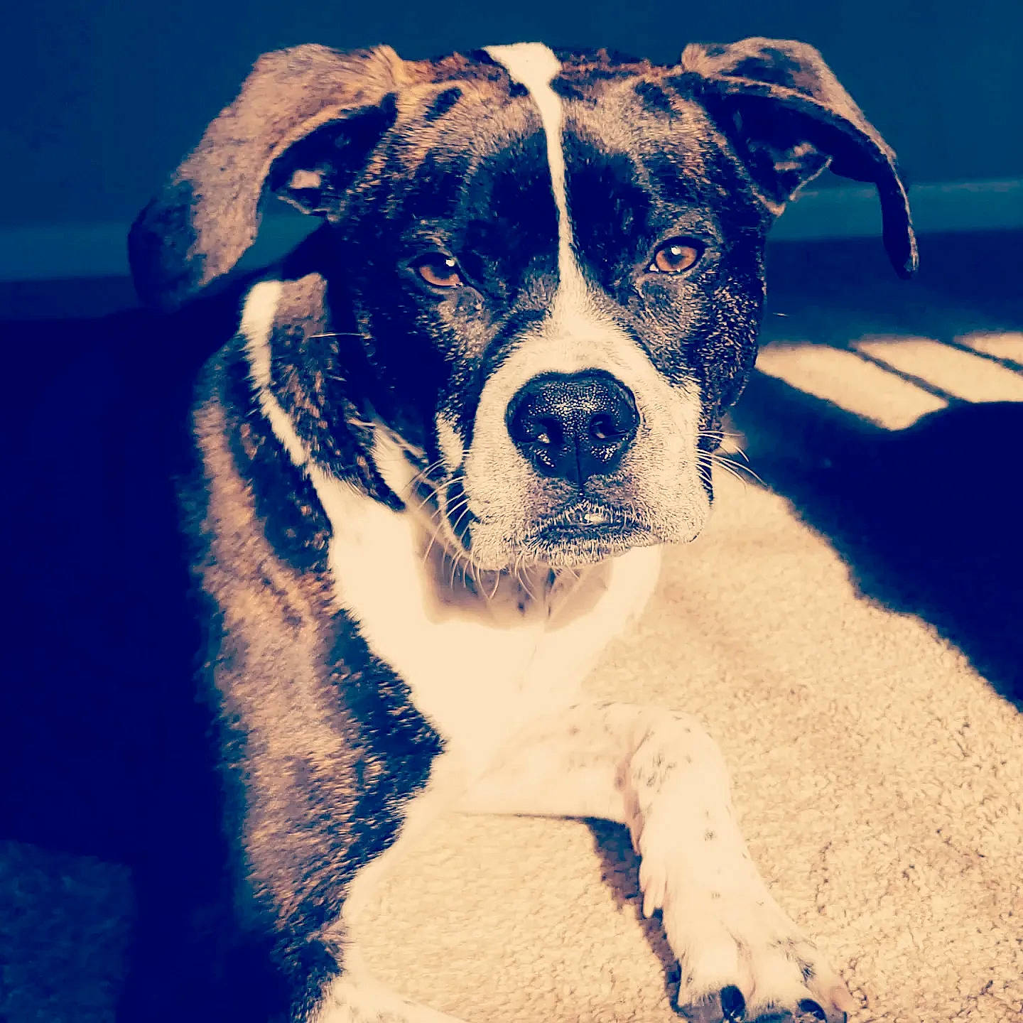 Remington joined the competition — help win amazing prizes! canidae, carnivore, cloud, collar, companion_dog, dog, dog_breed, dog_collar, electric_blue, eyewear, fawn, fur, illustration, landscape, snout, sporting_group, square, tints_and_shades, whiskers, working_animal