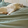 Samba participe au concours pour gagner de l'argent avec cette photo : cat, sleeping, fluffy, cream_colored, lying_down, upside_down, raised_paws, bed, bedding, rumpled_sheets, bedroom, indoor, cozy, relaxed, nap, tail, fur, white_headboard, domestic_animal, funny_pose