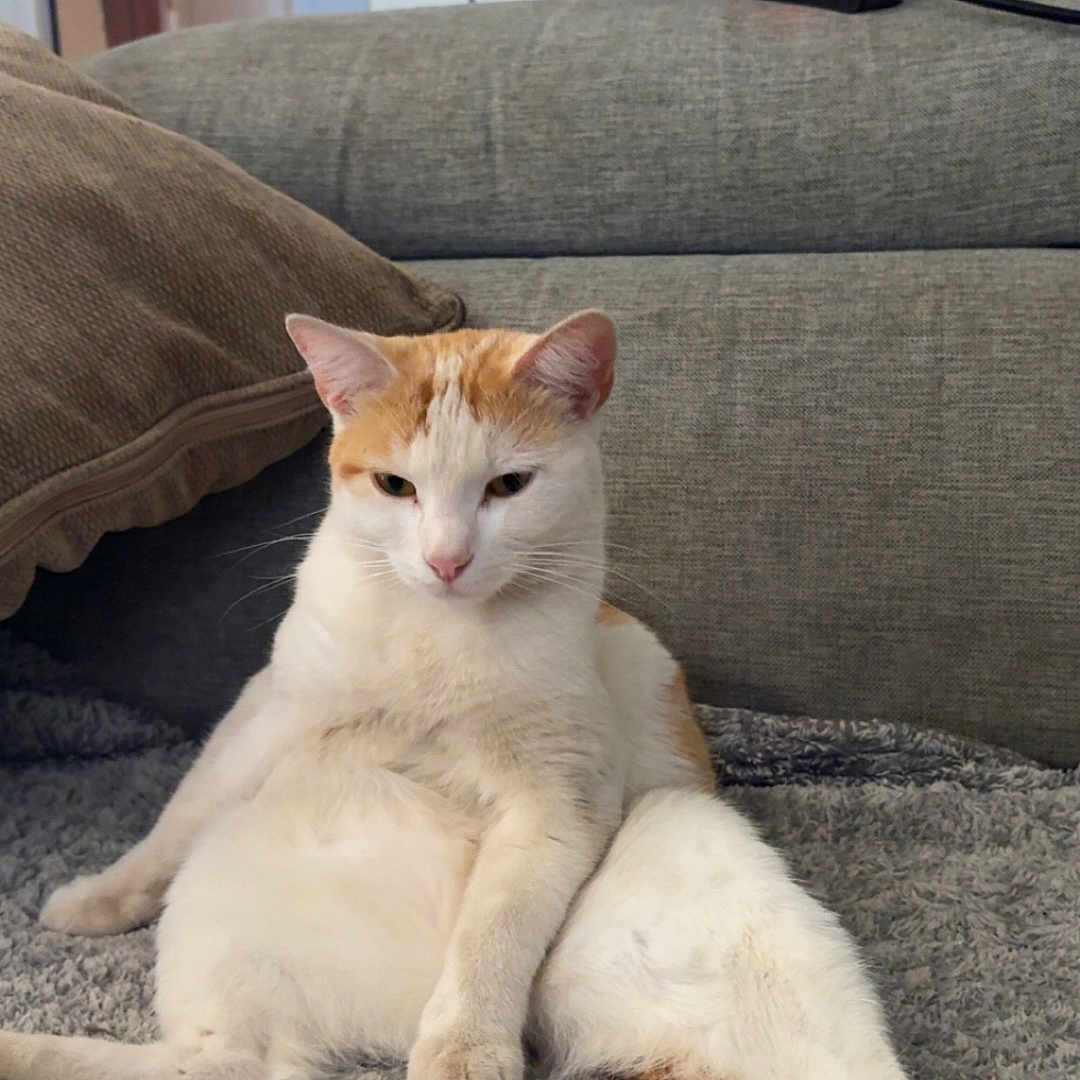 Samba a rejoint le concours — aidez-le/la à gagner de superbes lots ! cat, white_cat, orange_cat, pet, animal, sitting, lounging, sprawled, couch, sofa, blanket, pillow, indoors, home, living_room, fluffy, fur, whiskers, portrait, relaxed