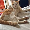 cat, orange_and_white, feline, pet, animal, bed, bedroom, indoors, lying_down, lounging, relaxed, portrait, green_eyes, whiskers, ears, paws, tail, fur, window, natural_light