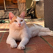 Samba participe au concours pour gagner de l'argent avec cette photo : cat, ginger_cat, white_cat, feline, pet, animal, outdoor, patio, terracotta_tiles, sunlight, lounging, lying_down, portrait, whiskers, ears, green_eyes, front_paws, wooden_shed, planter, relaxed