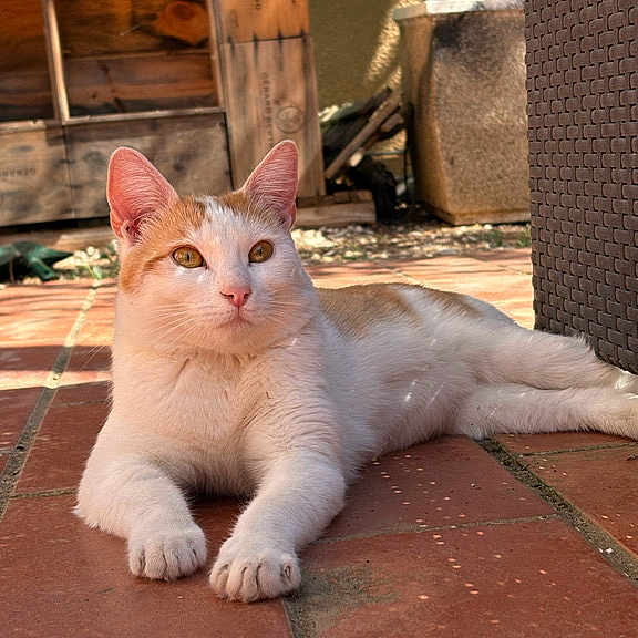 Samba participe au concours pour gagner de l'argent avec cette photo : cat, ginger_cat, white_cat, feline, pet, animal, outdoor, patio, terracotta_tiles, sunlight, lounging, lying_down, portrait, whiskers, ears, green_eyes, front_paws, wooden_shed, planter, relaxed