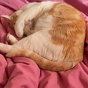 Samba a rejoint le concours — aidez-le/la à gagner de superbes lots ! cat, ginger_cat, white_cat, sleeping, curled_up, cozy, blanket, pink_blanket, bed, bedroom, indoor, pet, animal, fur, tail, paws, resting, nap, relaxed, cute