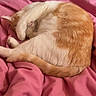 Samba a rejoint le concours — aidez-le/la à gagner de superbes lots ! cat, ginger_cat, white_cat, sleeping, curled_up, cozy, blanket, pink_blanket, bed, bedroom, indoor, pet, animal, fur, tail, paws, resting, nap, relaxed, cute