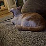 cat, orange_and_white, tabby, yawning, sleepy, relaxed, lounging, couch, sofa, indoors, living_room, home, pet, feline, tail, fur, cozy, warm_lighting, candid, portrait