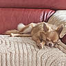 Lily a rejoint le concours — aidez-le/la à gagner de superbes lots ! dog, sleeping, couch, blanket, pet, small_dog, fur, cozy, relaxation, indoors, resting, canine, home, nap, cute, brown_fur, domestic_animal, furniture, comfort, leather