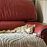 Lily participe au concours pour gagner de l'argent avec cette photo : dog, puppy, sleeping, red_leather_couch, blanket, plush_toy, bone, indoor, furniture, cozy, pet, resting, small_dog, home, relaxation, cute, living_room, calm, soft_texture, animal