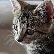 Eddy joined the competition — help win amazing prizes! animal, cat, close_up, curious, cute, domestic, ears, eyes, feline, focus, fur, indoor, kitten, mammal, pet, portrait, soft_light, tabby, whiskers, young