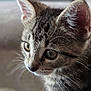 animal, cat, close_up, curious, cute, domestic, ears, eyes, feline, focus, fur, indoor, kitten, mammal, pet, portrait, soft_light, tabby, whiskers, young