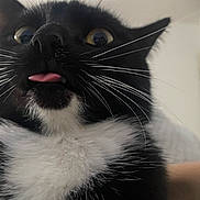 Asia a rejoint le concours — aidez-le/la à gagner de superbes lots ! animal, background, black_and_white, cat, close_up, curious, cute, eyes, face, fur, home, indoor, nose, person_arm, pet, playful, portrait, tongue_out, wall, whiskers