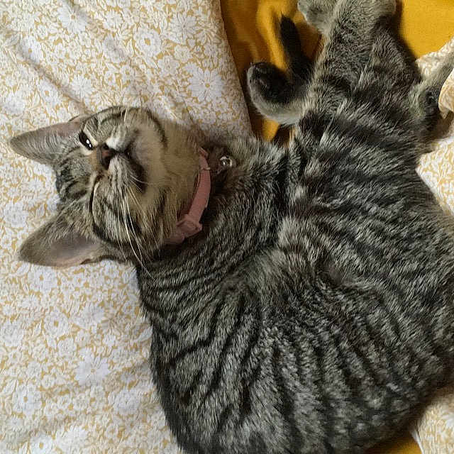Tink is registered to the contest to win money with this photo: american_shorthair, asian, california_spangled, carnivoran, cat, cat_like_mammal, domestic_short_haired_cat, dragon_li, european_shorthair, fauna, fur, german_rex, kitten, mammal, ocicat, small_to_medium_sized_cats, tabby_cat, toyger, whiskers