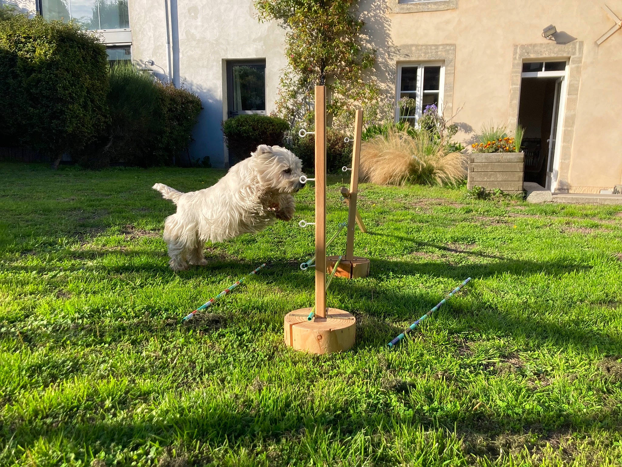 Hyris participe au concours pour gagner de l'argent avec cette photo : backyard, carnivore, companion_dog, dog, dog_breed, door, garden, goldendoodle, grass, groundcover, home, house, lawn, residential_area, shrub, sporting_group, terrier, water_dog, window, yard