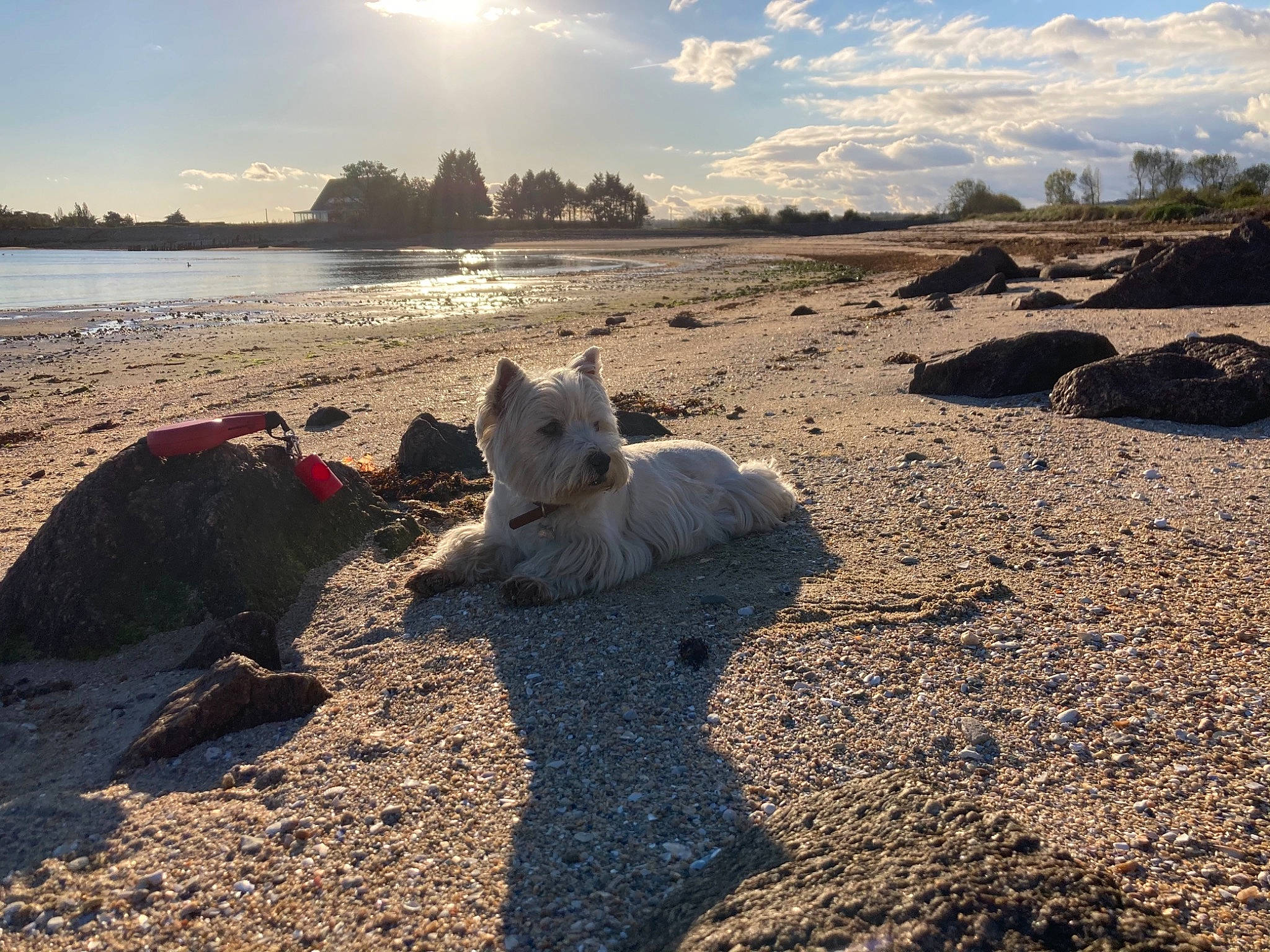 Hyris participe au concours pour gagner de l'argent avec cette photo : beach, cairn_terrier, canidae, carnivore, companion_dog, dog, dog_breed, japanese_spitz, non_sporting_group, samoyed, sand, shore, small_terrier, soil, sporting_group, sun, sunset, terrier, west_highland_white_terrier, working_animal