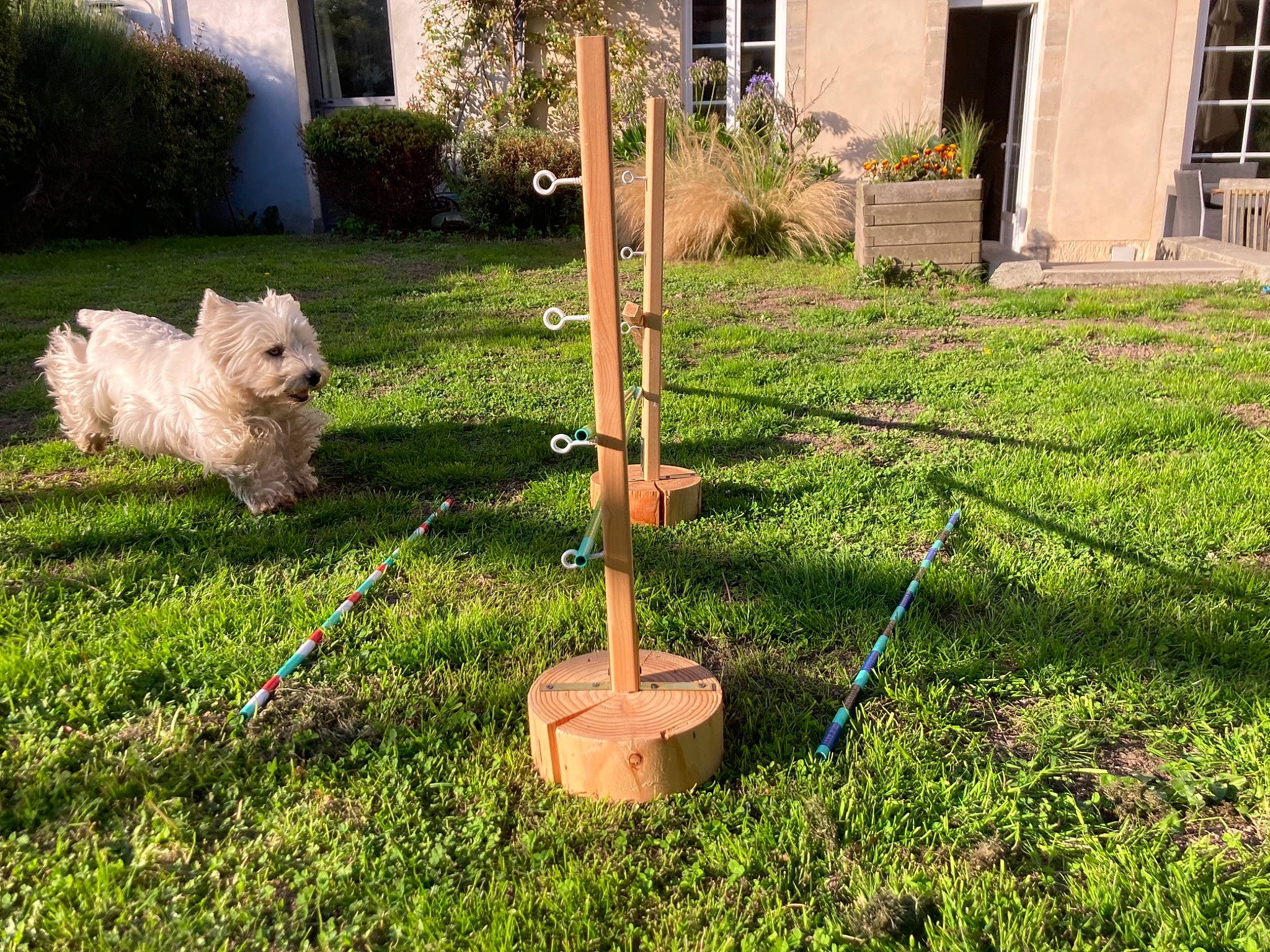 Hyris participe au concours pour gagner de l'argent avec cette photo : backyard, cairn_terrier, canidae, carnivore, cottage, dog, dog_breed, garden, garden_tool, grass, lawn, non_sporting_group, shrub, small_terrier, sporting_group, terrier, toy_dog, west_highland_white_terrier, working_dog, yard