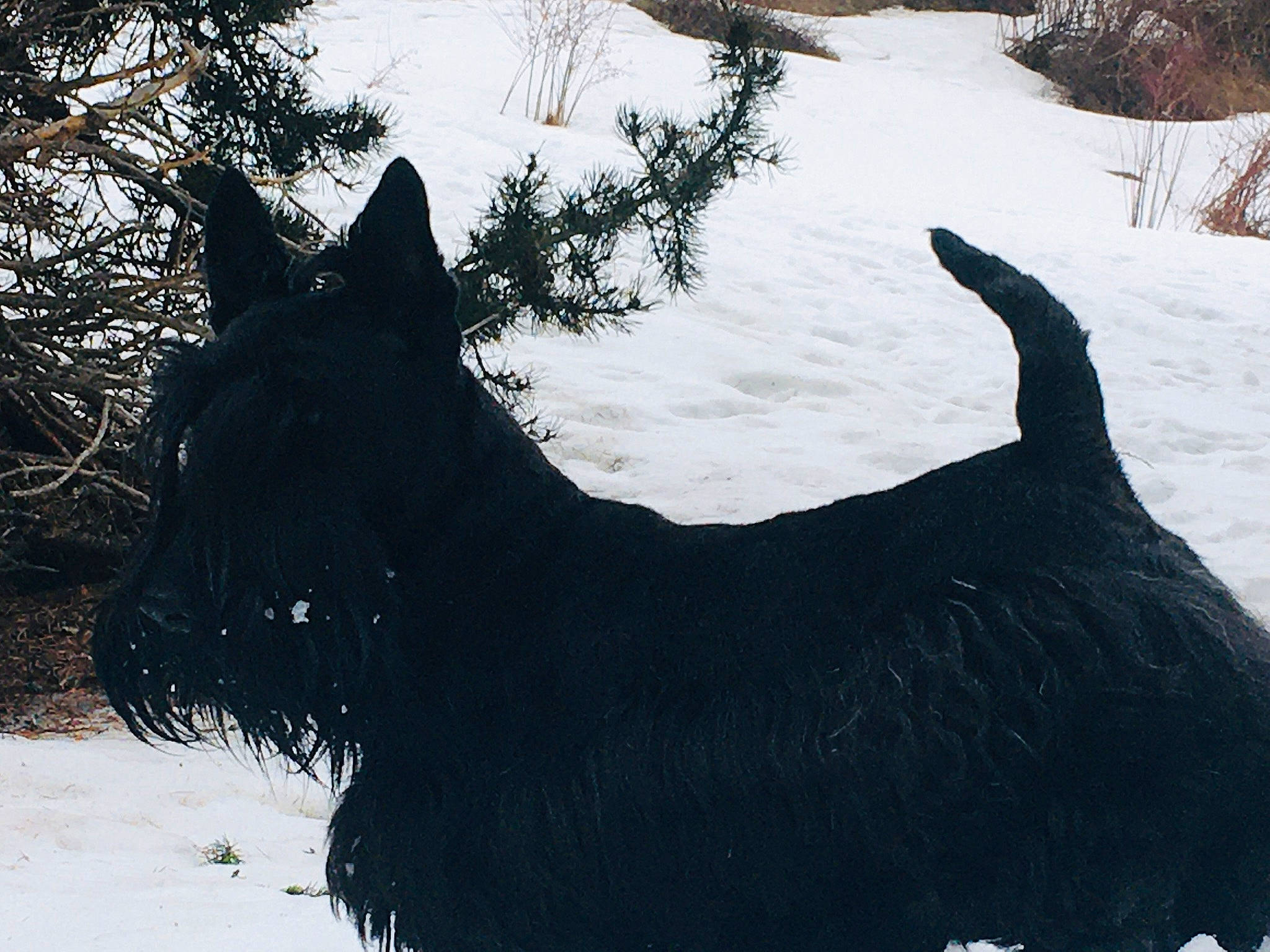 Lovely a rejoint le concours — aidez-le/la à gagner de superbes lots ! black, canidae, carnivore, collar, dog, dog_breed, dog_collar, freezing, giant_schnauzer, precipitation, scottish_terrier, shadow, snout, snow, sporting_group, tail, terrestrial_animal, winter, working_animal, working_dog