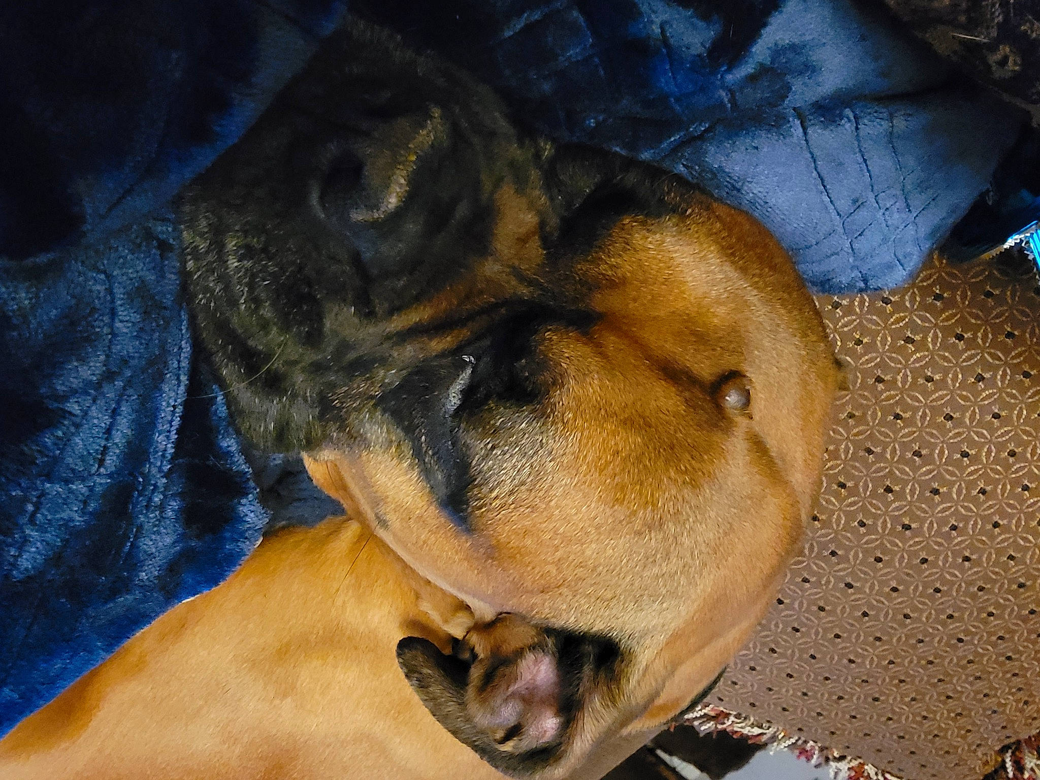 Ares joined the competition — help win amazing prizes! canidae, carnivore, comfort, companion_dog, dog, dog_breed, ear, electric_blue, fawn, fur, guard_dog, nap, paw, snout, sporting_group, terrestrial_animal, toy_dog, whiskers, working_animal, working_dog