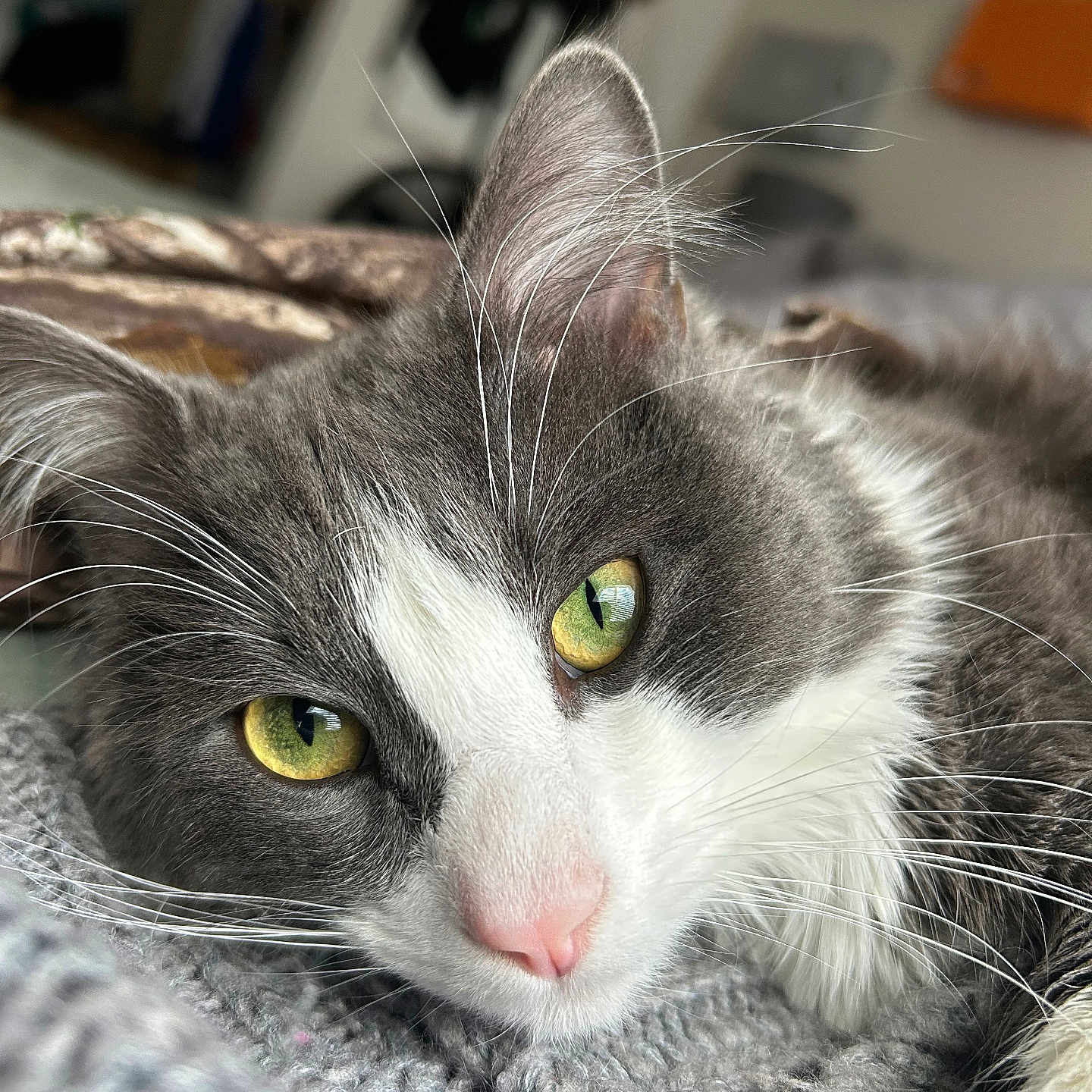 Boomie joined the competition — help win amazing prizes! animal, blanket, cat, close_up, cozy, domestic_cat, focus_on_face, fur, gray_fur, indoor, laying_down, pet, pink_nose, portrait, relaxed, soft_texture, whiskers, whiskers_visible, white_fur, yellow_eyes