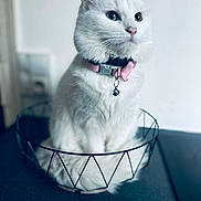 Mimine a rejoint le concours — aidez-le/la à gagner de superbes lots ! cat, white_cat, pet, animal, collar, bell, basket, feline, fur, indoor, cute, domestic_animal, whiskers, sitting, portrait, fluffy, curious, pink_collar, wire_basket, soft_light