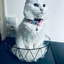 cat, white_cat, pet, animal, collar, bell, basket, feline, fur, indoor, cute, domestic_animal, whiskers, sitting, portrait, fluffy, curious, pink_collar, wire_basket, soft_light