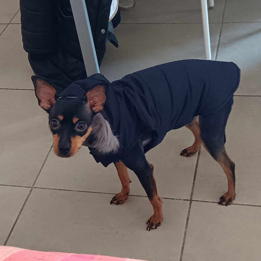 Marlena participe au concours pour gagner de l'argent avec cette photo : animal, black_and_tan, black_jacket, box, canine, chair, coat, curious, dog, ears_up, floor, furniture, home, indoor, looking, pet, small_dog, standing, table, tiled_floor