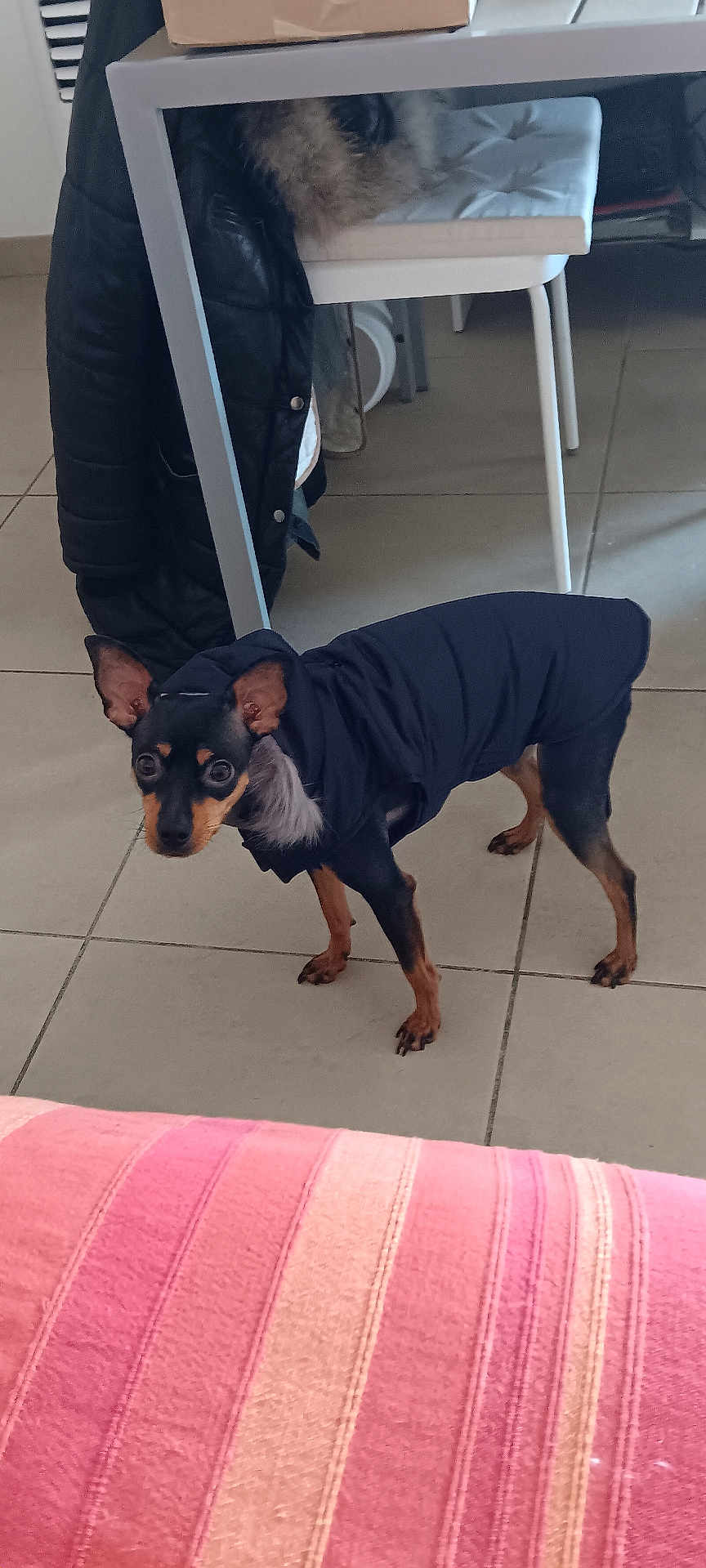 Marlena participe au concours pour gagner de l'argent avec cette photo : dog, small_dog, black_jacket, indoor, tiled_floor, chair, table, box, coat, curious, pet, animal, furniture, floor, standing, black_and_tan, ears_up, looking, home, canine