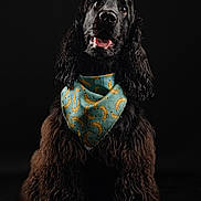Vicomte participe au concours pour gagner de l'argent avec cette photo : dog, black_dog, curly_fur, bandana, banana_pattern, pet, studio_photo, portrait, animal, cute, happy, looking_up, fur, ears, tongue, sitting, adorable, domestic_animal, isolated, dark_background