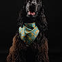 dog, black_dog, curly_fur, bandana, banana_pattern, pet, studio_photo, portrait, animal, cute, happy, looking_up, fur, ears, tongue, sitting, adorable, domestic_animal, isolated, dark_background