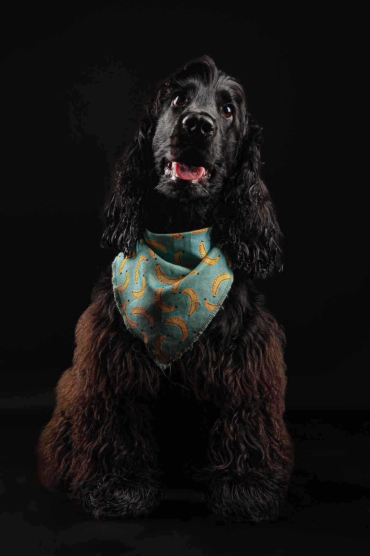 Vicomte participe au concours pour gagner de l'argent avec cette photo : dog, black_dog, curly_fur, bandana, banana_pattern, pet, studio_photo, portrait, animal, cute, happy, looking_up, fur, ears, tongue, sitting, adorable, domestic_animal, isolated, dark_background