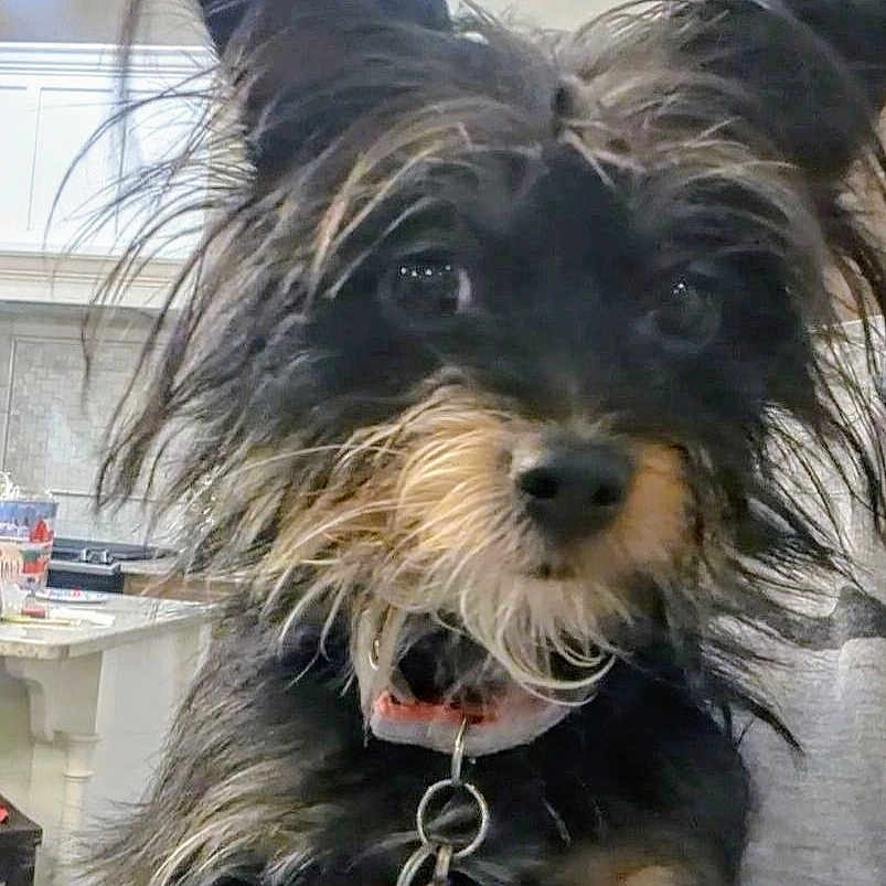 Nutmeg joined the competition — help win amazing prizes! accessories, affenpinscher, animal, bodypart, canine, cockerspaniel, couch, dog, furniture, indoors, jewelry, mouth, necklace, papillon, person, pet, poodle, puppy, teeth, terrier