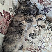 Fog joined the competition — help win amazing prizes! animal, architecture, armchair, building, cat, chair, couch, cushion, furniture, homedecor, indoors, kitten, linen, livingroom, manx, person, pet, room, siamese, sleeping