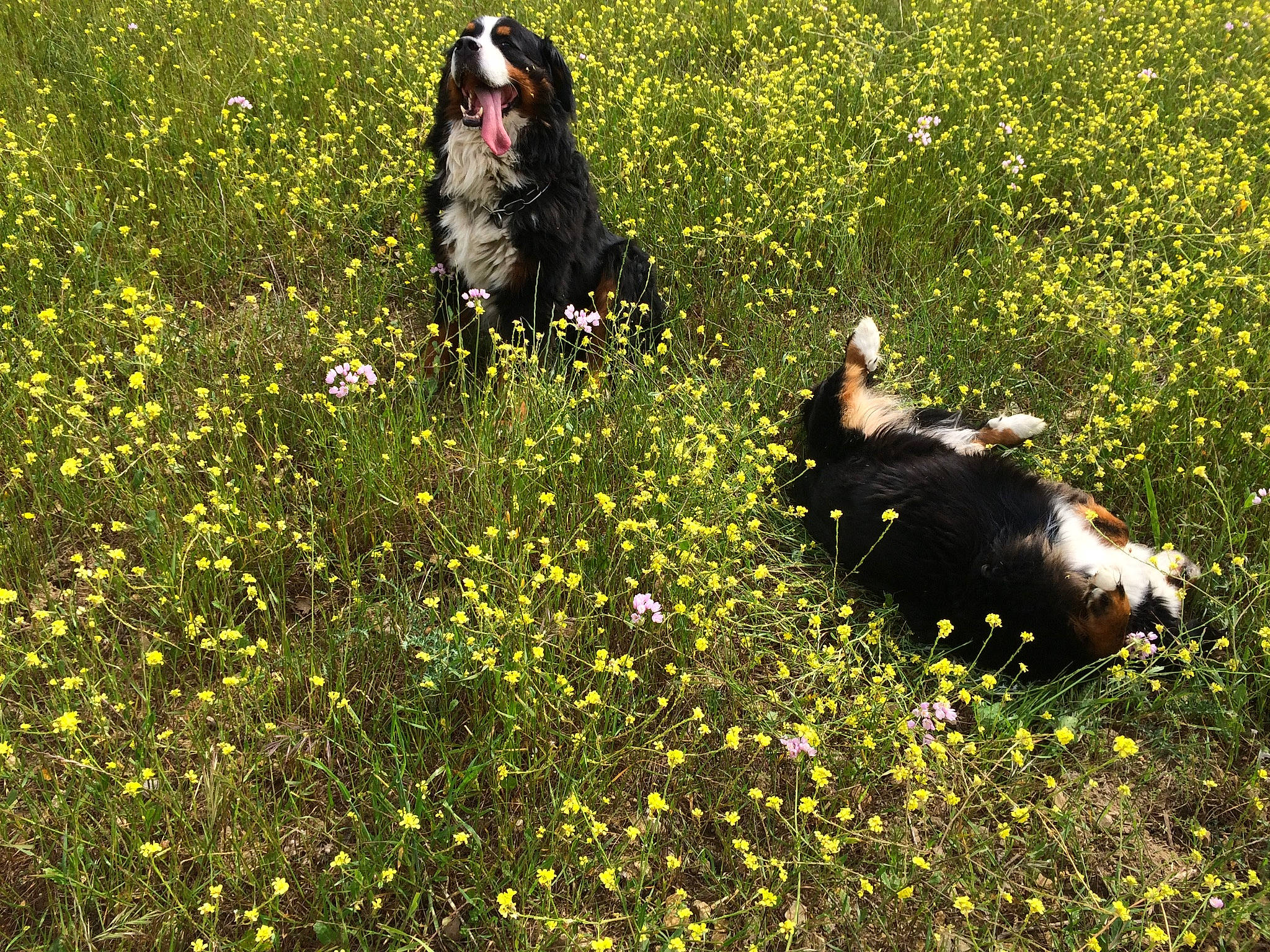 Goliath a rejoint le concours — aidez-le/la à gagner de superbes lots ! carnivore, dog, dog_breed, fawn, field, flower, flowering_plant, grass, grassland, groundcover, herbaceous_plant, landscape, lawn, meadow, natural_landscape, pasture, people_in_nature, plant, prairie, shrub