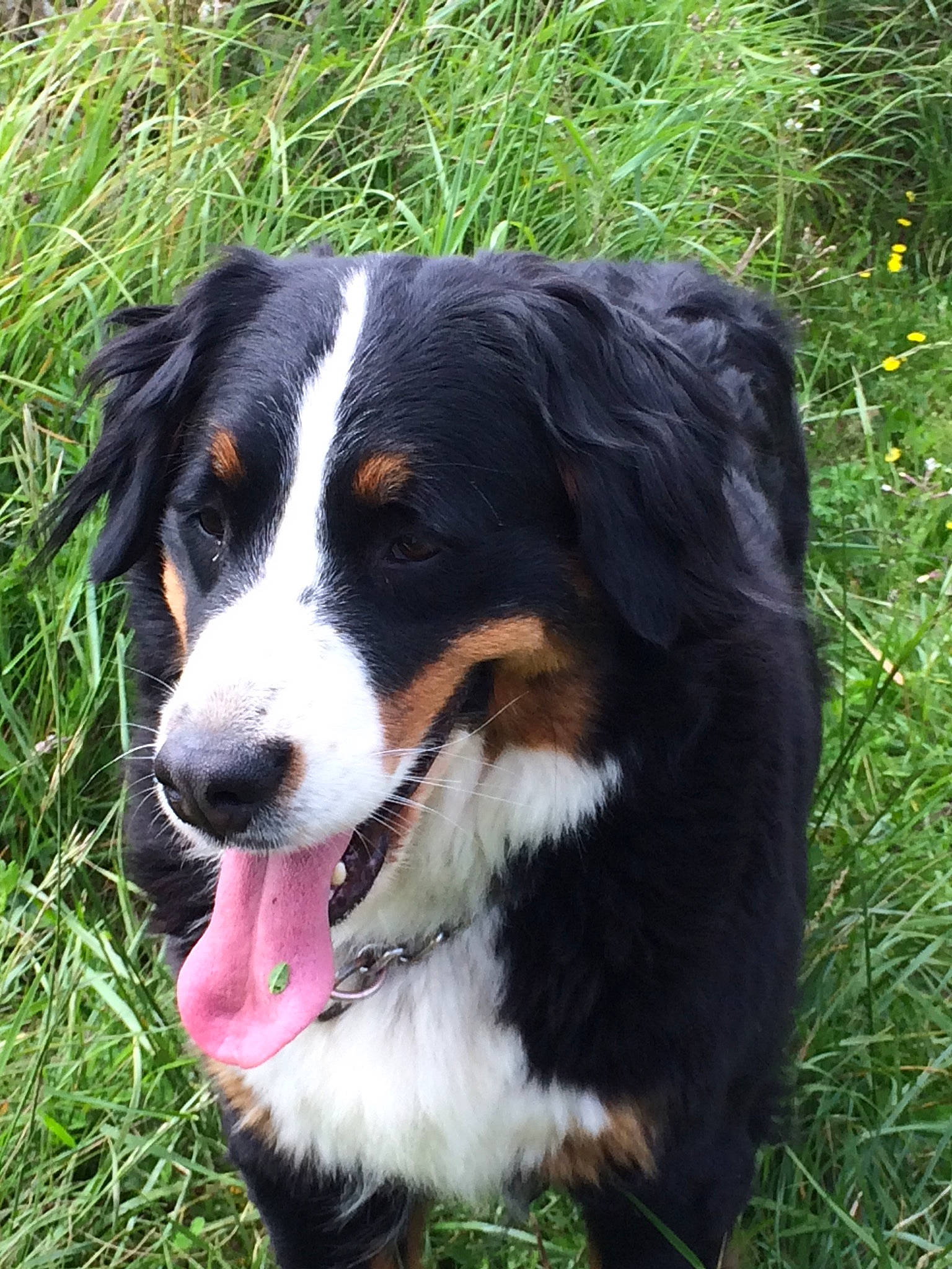 Goliath a rejoint le concours — aidez-le/la à gagner de superbes lots ! ball, bernese_mountain_dog, canidae, carnivore, companion_dog, dog, dog_breed, grass, herding_dog, plant, snout, sporting_group, terrestrial_animal, whiskers, working_dog