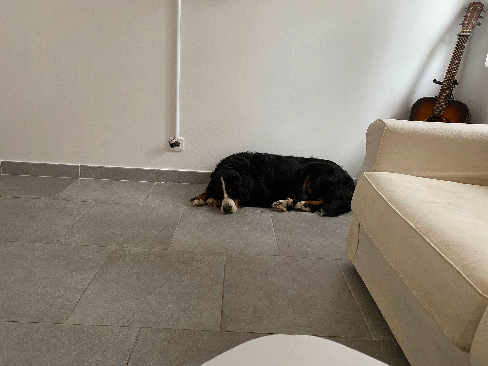 Hathena participe au concours pour gagner de l'argent avec cette photo : carnivore, comfort, companion_dog, couch, design, dog, dog_breed, floor, flooring, grey, hardwood, house, mammal, musical_instrument, room, sofa_bed, studio_couch, tail, tints_and_shades, wood