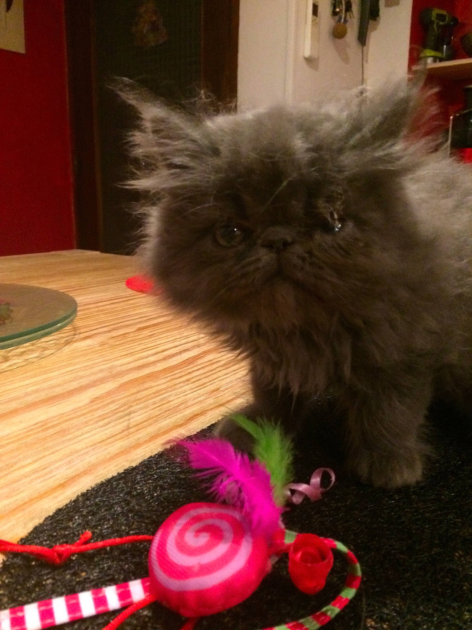 Chamalow participe au concours pour gagner de l'argent avec cette photo : box, british_longhair, carnivore, cat, companion_dog, fashion_accessory, fawn, felidae, flooring, fur, hardwood, magenta, pattern, small_to_medium_sized_cats, snout, table, tail, thread, whiskers