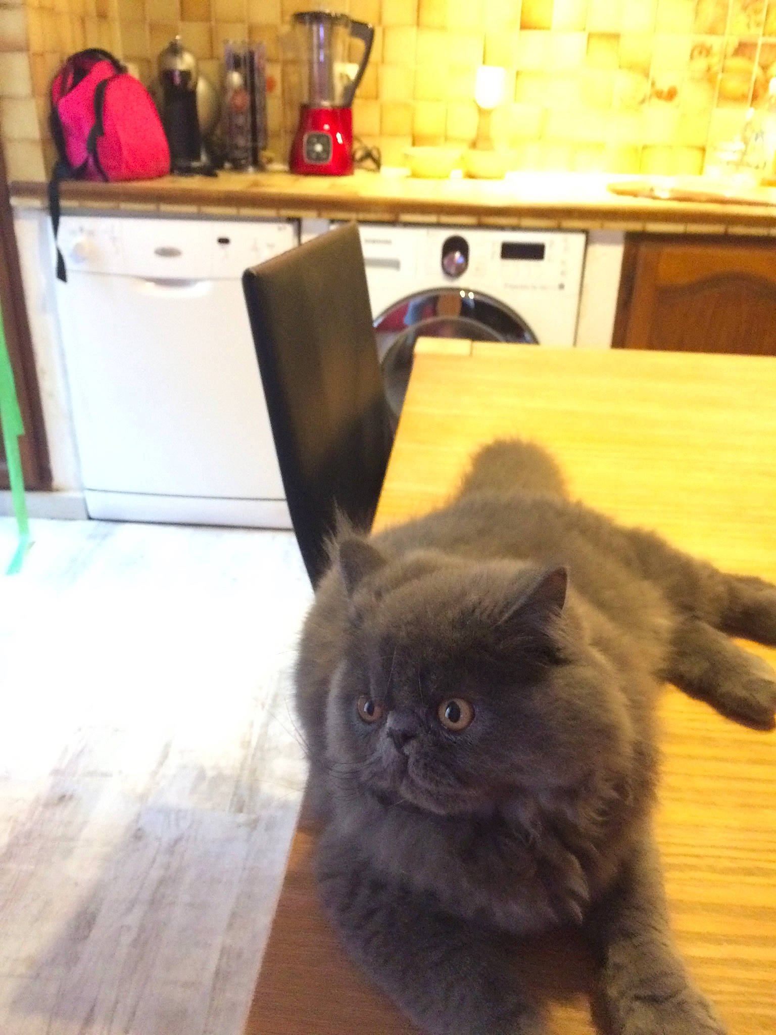 Chamalow a rejoint le concours — aidez-le/la à gagner de superbes lots ! cabinetry, carnivore, cat, chair, comfort, countertop, fawn, felidae, floor, flooring, hardwood, home_appliance, kitchen, kitchen_appliance, small_to_medium_sized_cats, table, whiskers, wood, wood_stain, yellow