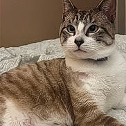 Ziggy is registered to the contest to win money with this photo: animal, bed, blanket, cat, closeup, collar, cute, domestic, ears, eyes, feline, fur, indoor, mammal, pet, relaxed, resting, striped, tabby, whiskers