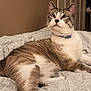 Ziggy is registered to the contest to win money with this photo: animal, bed, blanket, blue_eyes, brown, cat, collar, cozy, cute, domestic, feline, fur, indoor, looking_up, pet, portrait, relaxed, resting, tabby, white