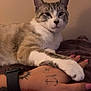 Ziggy is registered to the contest to win money with this photo: animal, blanket, brown, cat, closeup, comfort, fur, hand, human, indoor, nails, paw, pet, relaxation, resting, skin, striped, tattoo, watch, white