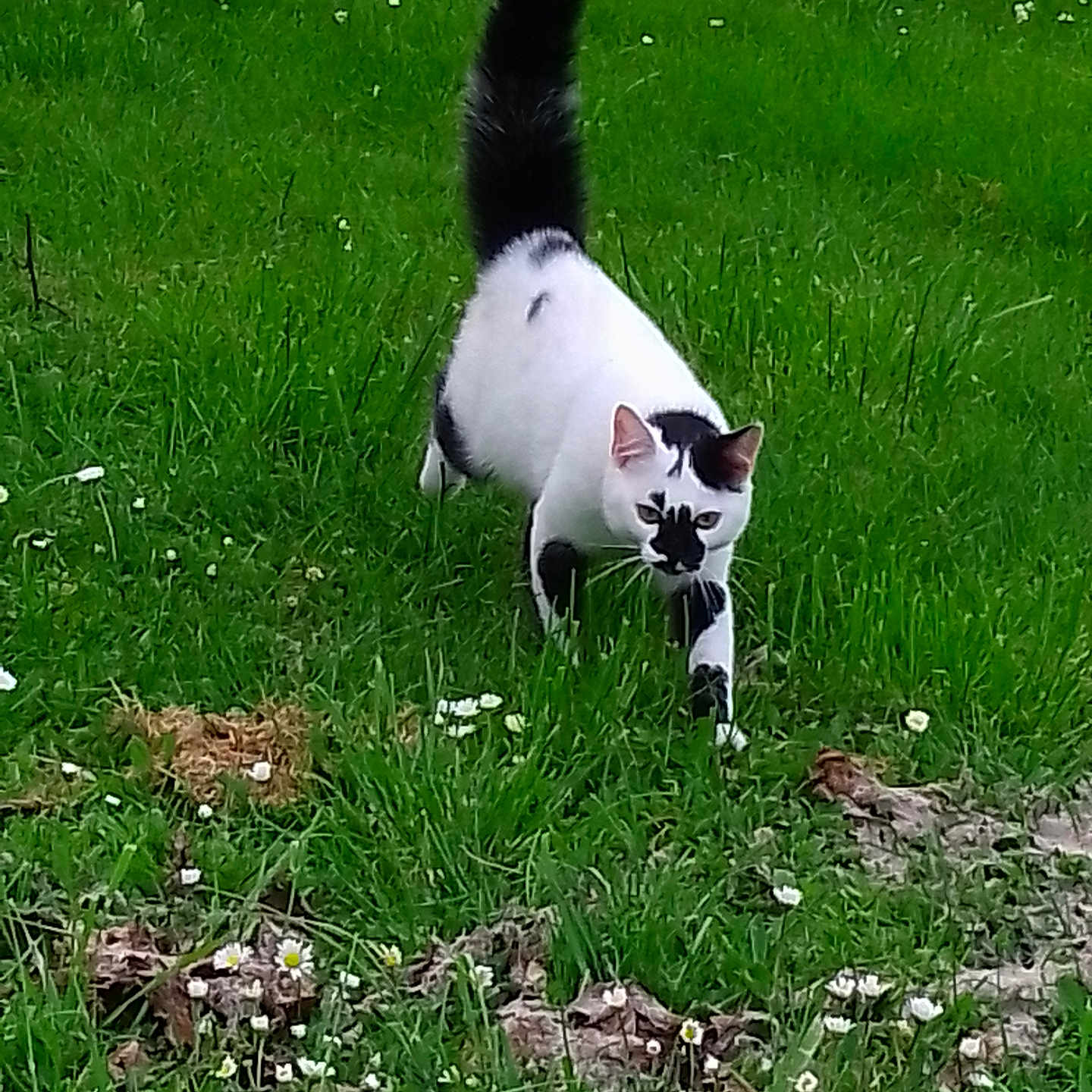 Chanel participe au concours pour gagner de l'argent avec cette photo : animal, black_and_white, cat, daylight, ears, fauna, field, flowers, fur, grass, greenery, mammal, nature, outdoor, plant, prowling, spring, tail, whiskers, wildlife