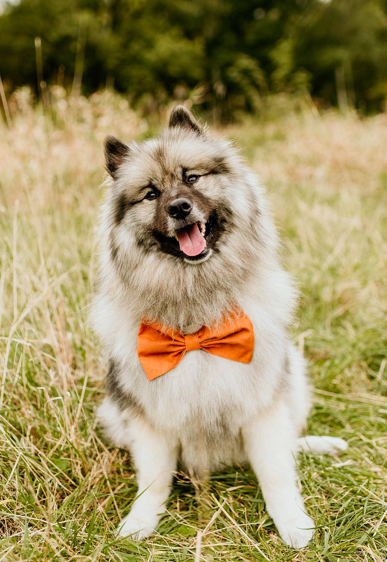Miller is registered to the contest to win money with this photo: canidae, carnivore, collar, companion_dog, dog, dog_breed, dog_supply, fawn, fur, german_spitz_klein, grass, leash, plant, snout, sporting_group, tail, terrestrial_animal, whiskers, working_animal, working_dog